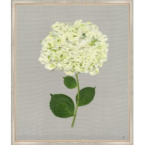 TLC- WHITE HYDRANGEA 4 20 X 24